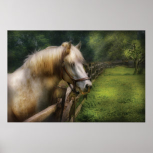 Paard - Witte Hengst Poster