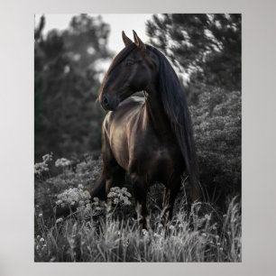 Paard Zwart Wit Foto Modern Poster