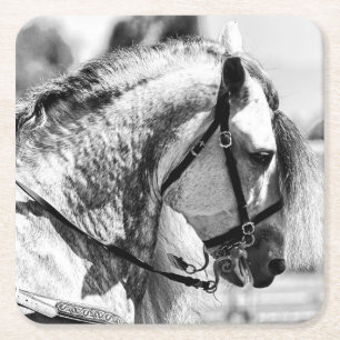 Paard zwart-wit kunstfoto kartonnen onderzetters