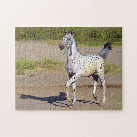 Paardachtige kalveren van Appaloosa Legpuzzel (Horizontaal)