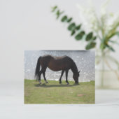 Paardbegrazing voor het zonovergoten meer briefkaart (Staand voorkant)