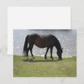 Paardbegrazing voor het zonovergoten meer briefkaart (Voorkant / Achterkant)