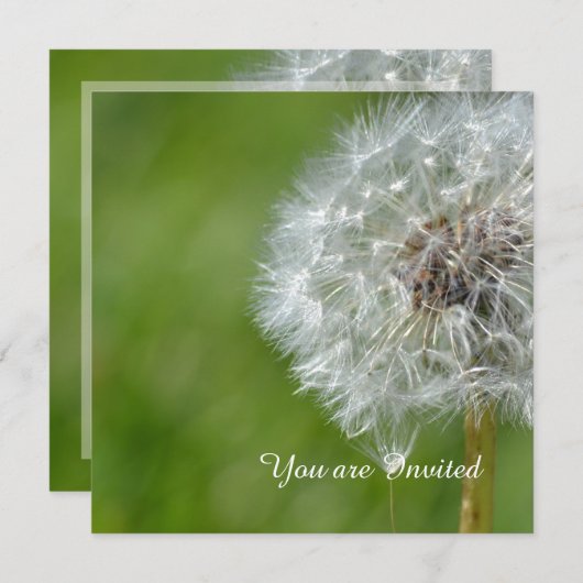 Paardebloem bloem verjaardag kaart (Voorkant / Achterkant)