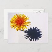 Paardebloem en Schaduw pcnm Briefkaart (Voorkant / Achterkant)