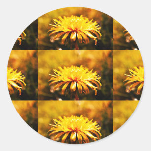 Paardebloem gele bloesems bloemen wijnstokken lent ronde sticker