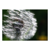 Paardebloem Head Seed - Fotoprint Foto Afdruk (Voorkant)