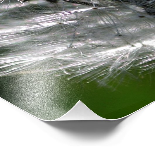 Paardebloem Head Seed - Fotoprint Foto Afdruk (Hoek)