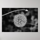 Paardebloem - Noir, Poster (Voorkant)