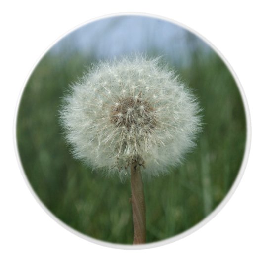 Paardebloem Seedhead Dresser Knop (Voorkant)
