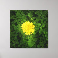Paardebloem verpakt Canvas