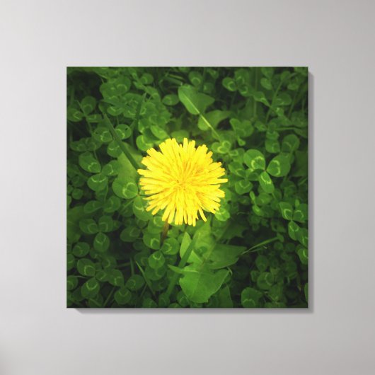 Paardebloem verpakt Canvas Afdruk (Voorkant)