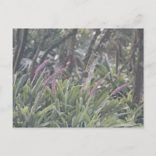 Paardebloemen Briefkaart (Voorkant)