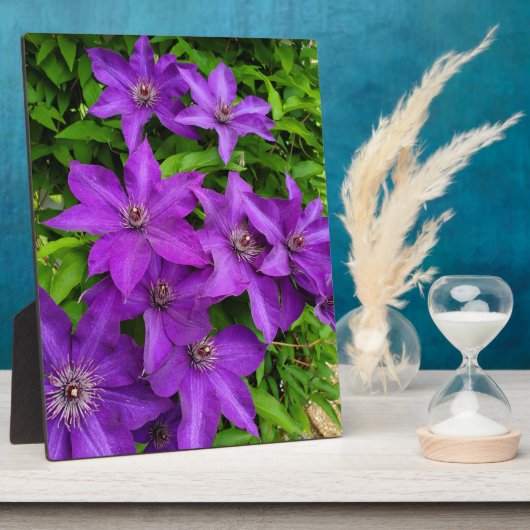  paardebloemen fotoplaat (Zijkant)