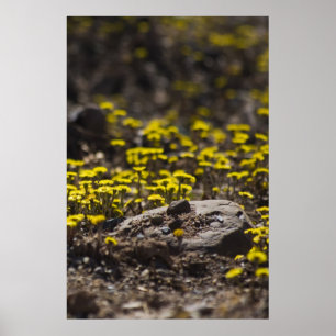 Paardebloemen in de Bossen fine art print