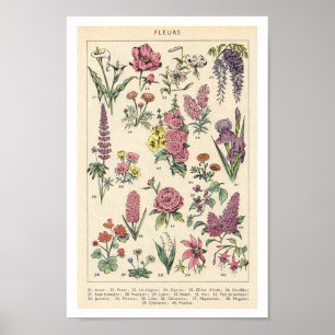 paardebloemen poster