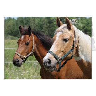Paarden