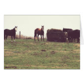  paarden (Voorkant Horizontaal)