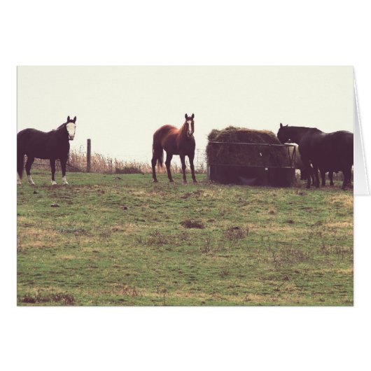  paarden (Voorkant Horizontaal)