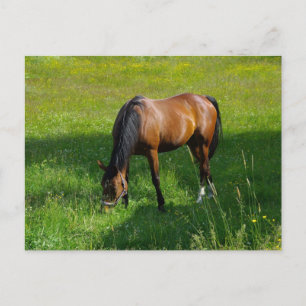 Paarden #1 briefkaart