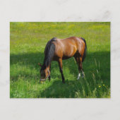 Paarden #1 briefkaart (Voorkant)