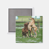 Paarden 3 magneet (Voorkant / Achterkant)