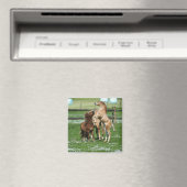Paarden 3 magneet (Insitu (Vaatwasser))