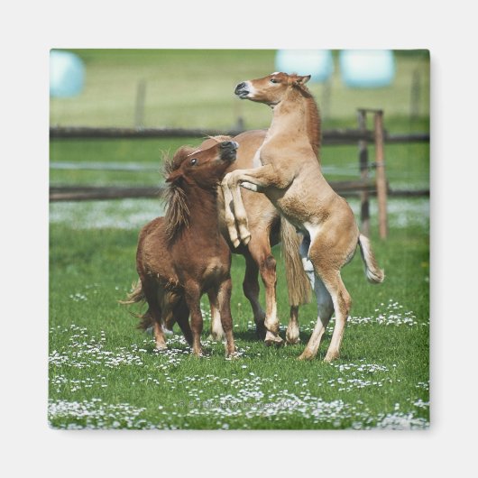 Paarden 3 magneet (Voorkant)