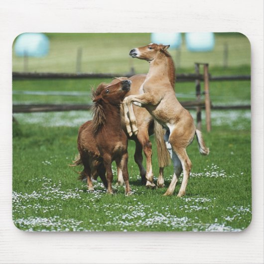 Paarden 3 muismat (Voorkant)