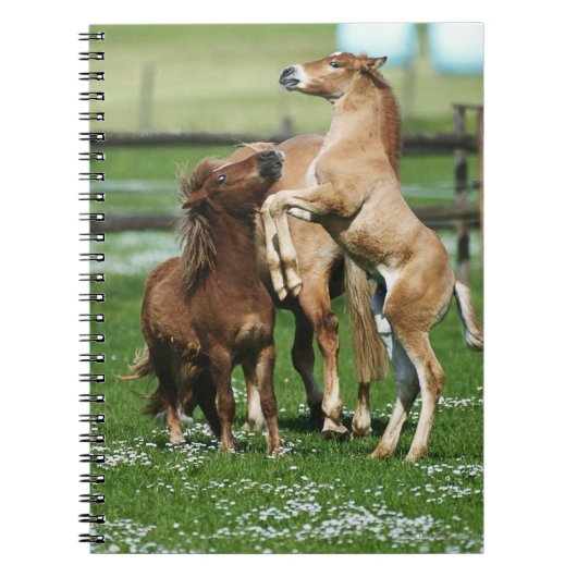 Paarden 3 notitieboek (Voorkant)