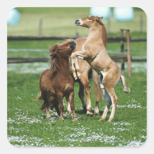 Paarden 3 vierkante sticker