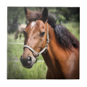 Paarden 8674 tegeltje (Voorkant)