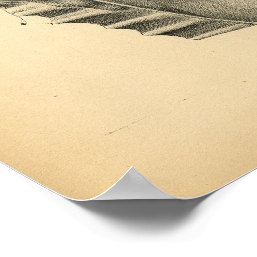 Paarden Abdominale pelvic Anatomy 1908 print (Hoek)