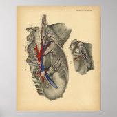 Paarden Abdominale pelvic Anatomy 1908 print (Voorkant)
