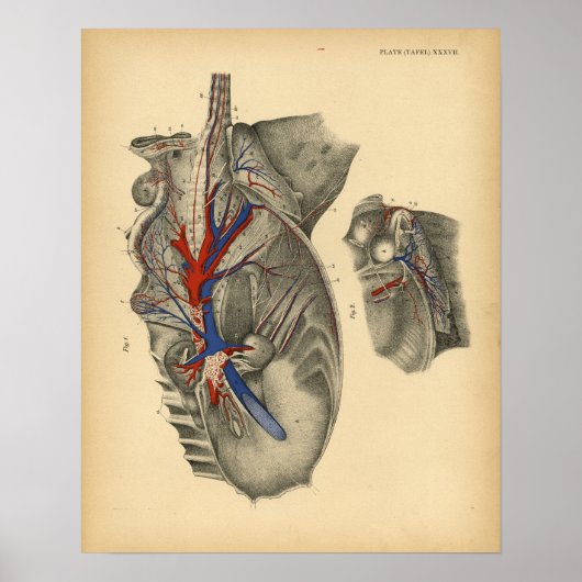 Paarden Abdominale pelvic Anatomy 1908 print (Voorkant)