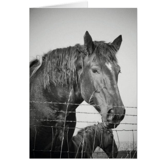 Paarden achter het hek in zwart-wit (Voorkant)
