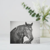 Paarden achter het hek in zwart-wit briefkaart (Staand voorkant)