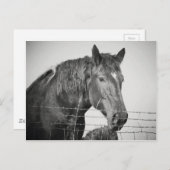 Paarden achter het hek in zwart-wit briefkaart (Voorkant / Achterkant)