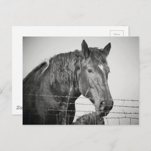 Paarden achter het hek in zwart-wit briefkaart (Voorkant / Achterkant)