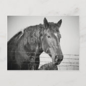 Paarden achter het hek in zwart-wit briefkaart (Voorkant)