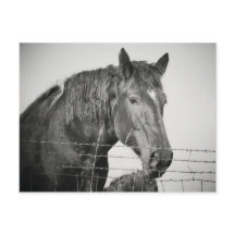 Paarden achter het hek in zwart-wit