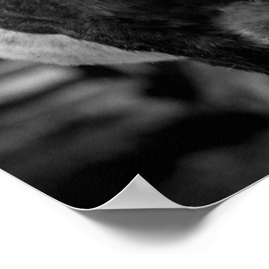 Paarden afdrukken/Poster Poster (Hoek)