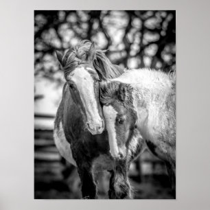 Paarden afdrukken/Poster Poster