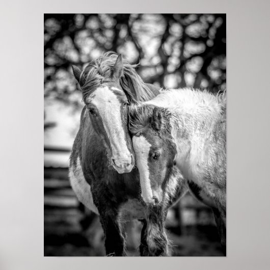 Paarden afdrukken/Poster Poster (Voorkant)