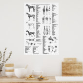Paarden Anatomie Poster Skeletspieren en musculair (Keuken)
