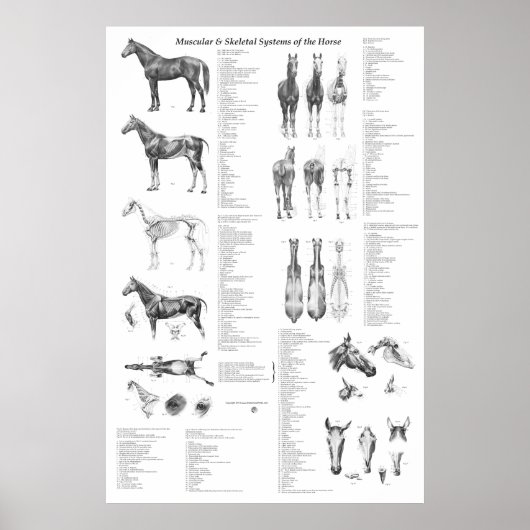 Paarden Anatomie Poster Skeletspieren en musculair (Voorkant)