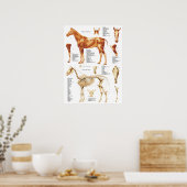 Paarden Anatomie Poster Spier en Bot 18 X 24 (Keuken)