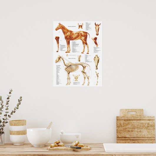 Paarden Anatomie Poster Spier en Bot 18 X 24 (Keuken)
