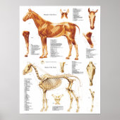Paarden Anatomie Poster Spier en Bot 18 X 24 (Voorkant)