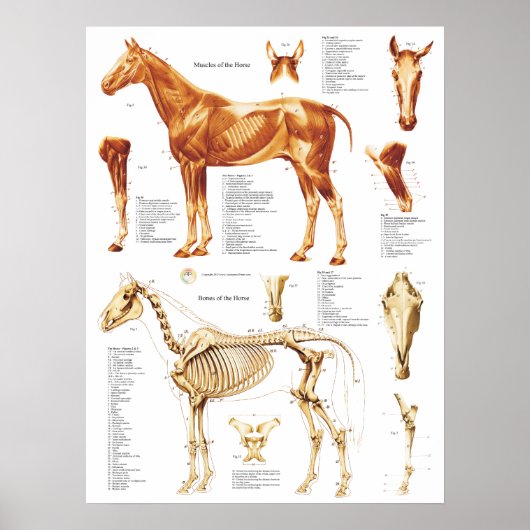 Paarden Anatomie Poster Spier en Bot 18 X 24 (Voorkant)