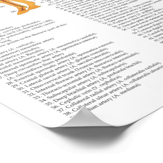 Paarden Anatomie spieren Botten Arteries 18 X 24 Poster (Hoek)